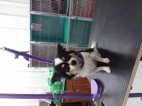 Lost Dog