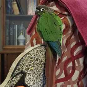 Lost Conure
