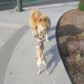 Lost Dog