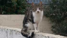 Lost Cat