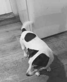 Lost Dog
