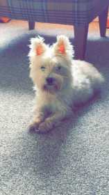 Lost Dog