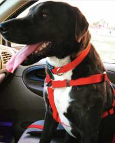 Lost Dog