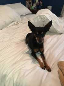 Lost Dog