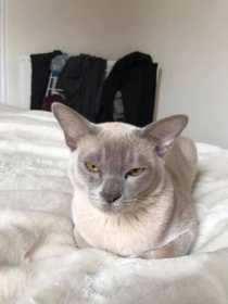 Lost Cat