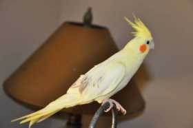 Lost Cockatiel