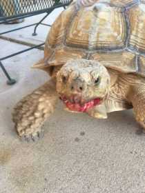 Lost Tortoise