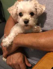 Lost Dog