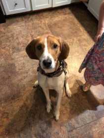 Lost Dog