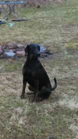 Lost Dog