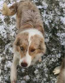 Lost Dog