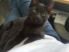 Lost Cat