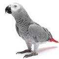 Lost African Grey