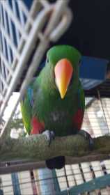 Lost Eclectus