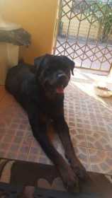 Lost Dog