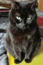 Lost Cat