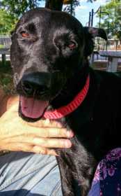 Lost Dog