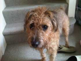 Lost Dog