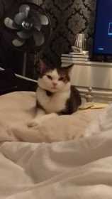Lost Cat