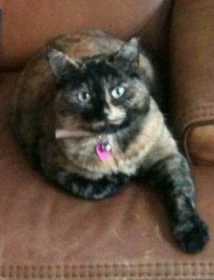 Lost Cat