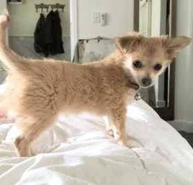 Lost Dog