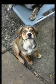 Lost Dog