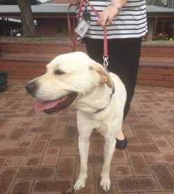 Lost Dog