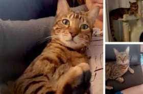 Lost Cat