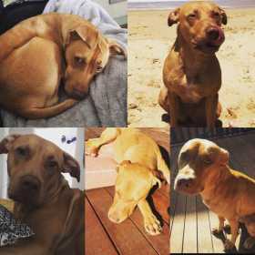 Lost Dog