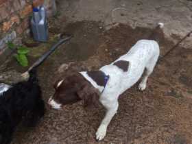 Lost Dog