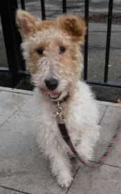 Lost Dog