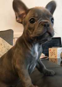 Lost Dog