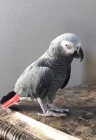 Lost African Grey