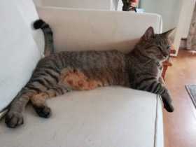 Lost Cat