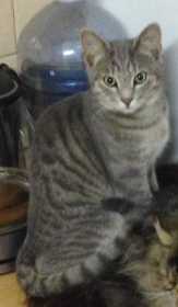 Lost Cat