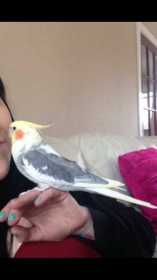 Lost Cockatiel