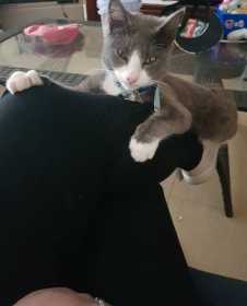 Lost Cat
