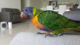 Lost Lory / Lorikeet