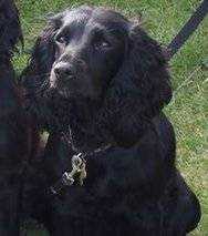 Lost Dog
