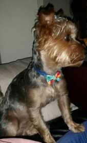 Lost Dog