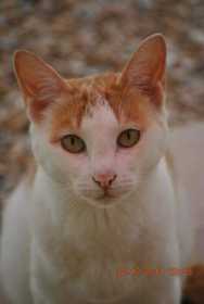 Lost Cat