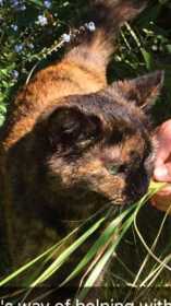Lost Cat