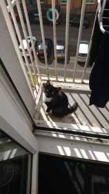 Lost Cat