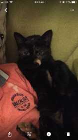 Lost Cat