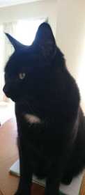 Lost Cat