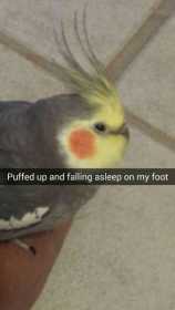 Lost Cockatiel