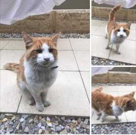 Lost Cat
