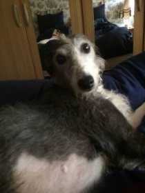 Lost Dog