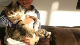 Lost Cat
