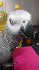 Lost African Grey